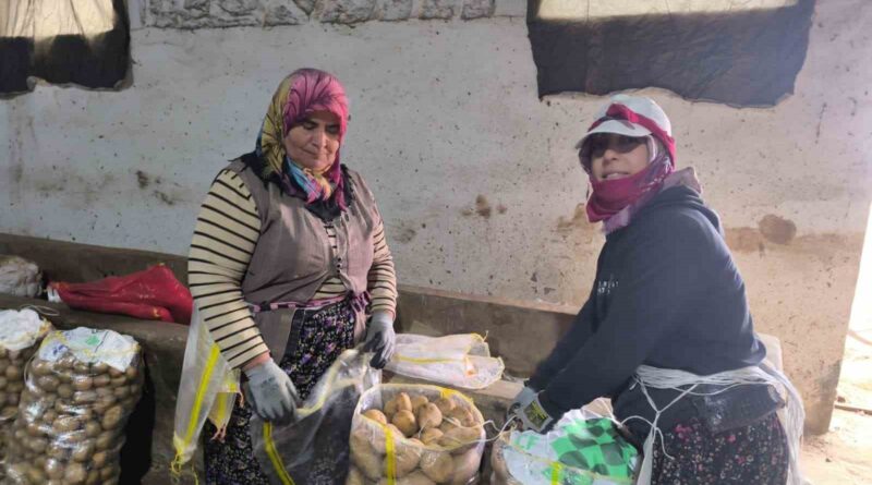 Hasadı biten patateste depolama süreci başladı Hasadı biten patateste depolama süreci başladı