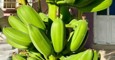 İnat etti, 70 rakımda muz hasadı yaptı