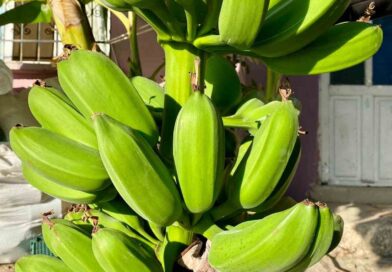 İnat etti, 70 rakımda muz hasadı yaptı