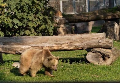 İzmir Doğal Yaşam Parkı’na siyah jaguar ve bozayı geldi