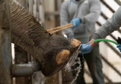 İzmir’de fillere hayat kurtaran ayak bakımı