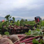 İzmir’in bereketli topraklarında ‘Kırmızı elmas’ mesaisi