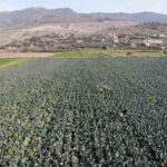 İzmir’in verimli tarım arazilerinde ’yeşil altın’ hasadı