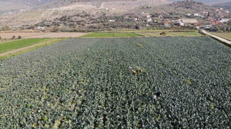 İzmir’in verimli tarım arazilerinde ’yeşil altın’ hasadı