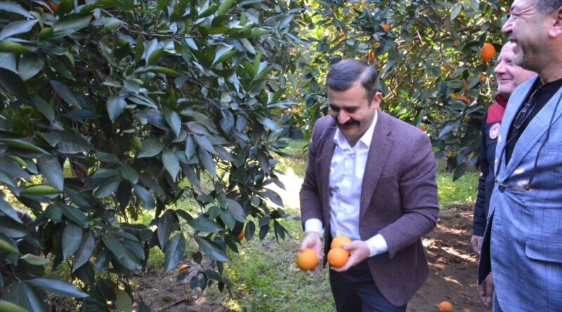 Kaymakam Kumcu, ’Köyceğiz Portakalı’ hasadına katıldı Kaymakam Kumcu, ’Köyceğiz Portakalı’ hasadına katıldı