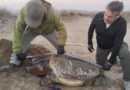 Kuşadası’nda son bir haftada 3 deniz kaplumbağası ölü bulundu