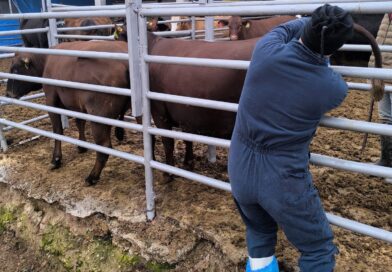 Kütahya’ya Brezilya’dan gelen ithal gebe düveler sağlık kontrolünden geçirildi Kütahya’ya Brezilya’dan gelen ithal gebe düveler sağlık kontrolünden geçirildi