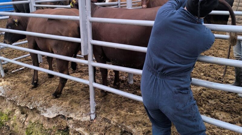 Kütahya’ya Brezilya’dan gelen ithal gebe düveler sağlık kontrolünden geçirildi Kütahya’ya Brezilya’dan gelen ithal gebe düveler sağlık kontrolünden geçirildi