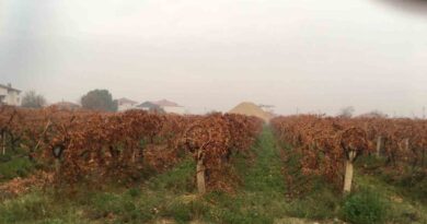 Sağanak yağmur çiftçileri sevindirdi