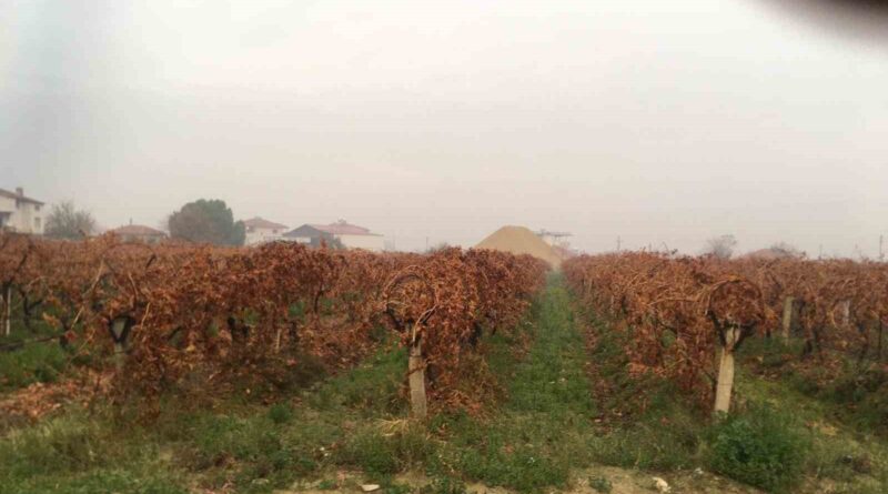 Sağanak yağmur çiftçileri sevindirdi