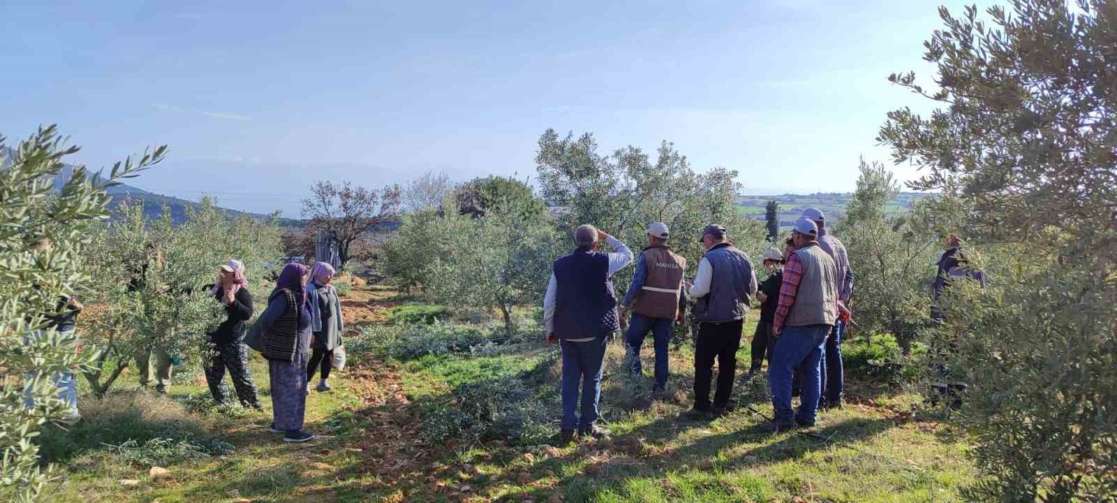 salihlide-ucretsiz-zeytin-budama-kursu-basliyor-7dUisfxK.jpg
