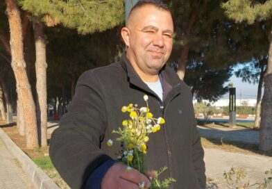 Sarıgöl’de zemheri papatyaları açtı