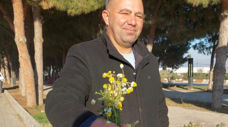 Sarıgöl’de zemheri papatyaları açtı