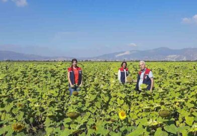 Söke’de 10 bin dekarlık alana ayçiçeği tohumu dağıtılacak