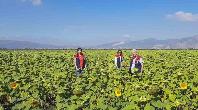 Söke’de 10 bin dekarlık alana ayçiçeği tohumu dağıtılacak