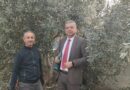 Sultanhisar’da zeytin budama kursu başladı