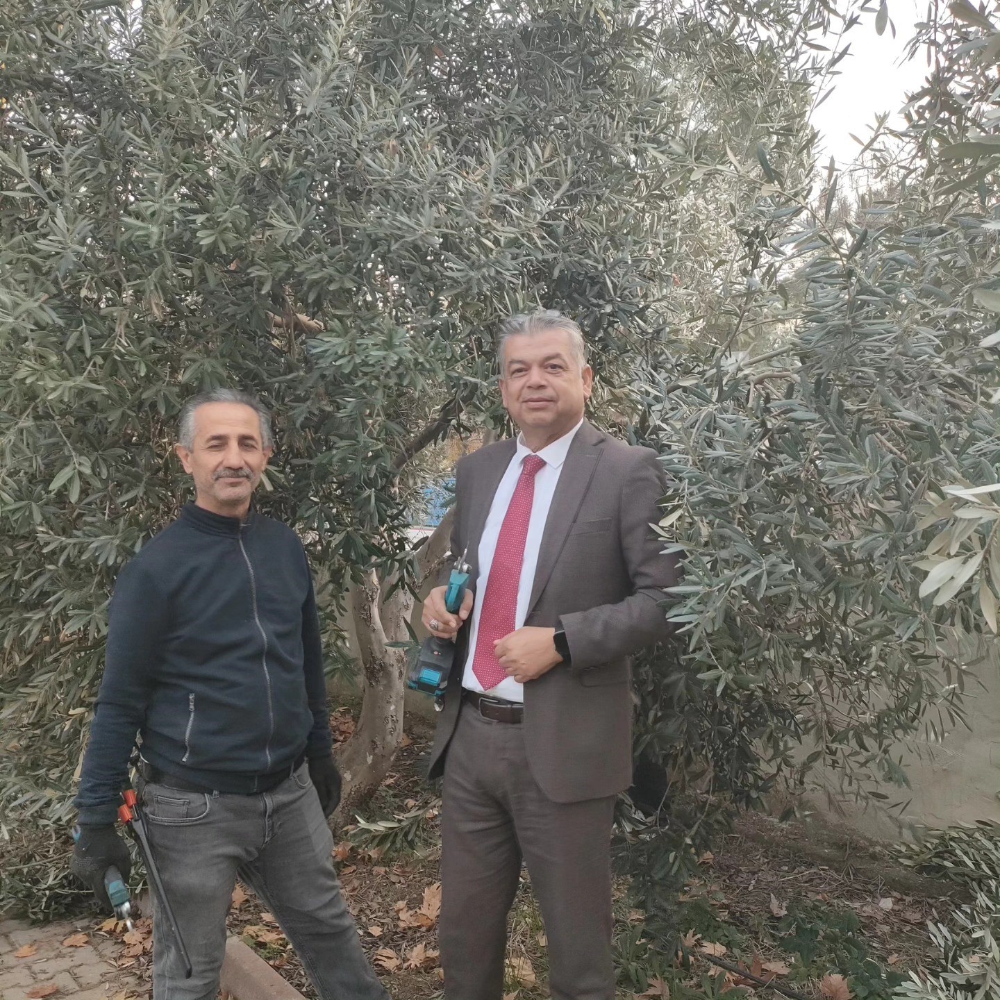 sultanhisarda-zeytin-budama-kursu-basladi-YdVzEfVv.jpg