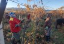 Üzüm bağlarında kadın istihdamı artıyor