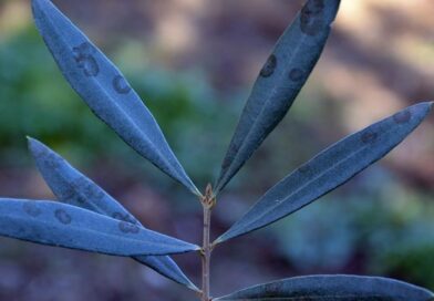 Zeytinde halkalı leke hastalığı ile mücadele çağrısı yapıldı