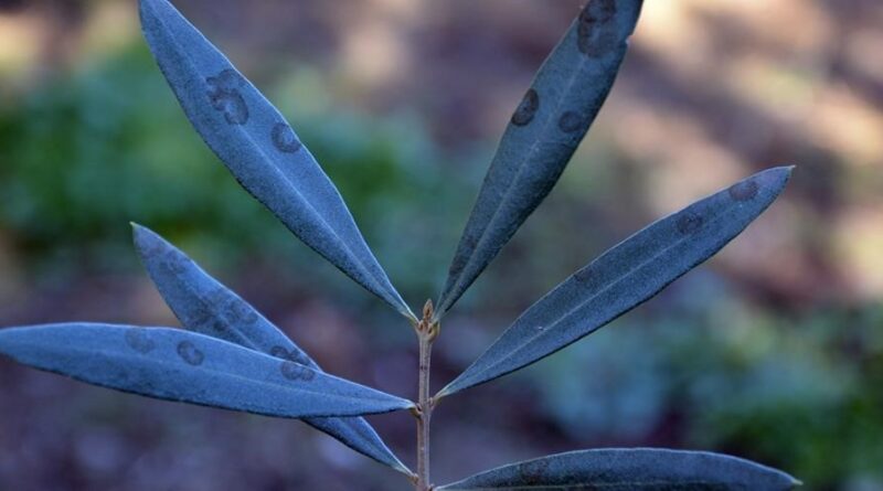 Zeytinde halkalı leke hastalığı ile mücadele çağrısı yapıldı