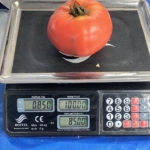aydinda-850-gramlik-domates-pazarda-ilgi-gordu-VfIvIfD4.jpg
