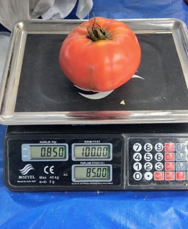 aydinda-850-gramlik-domates-pazarda-ilgi-gordu-VfIvIfD4.jpg