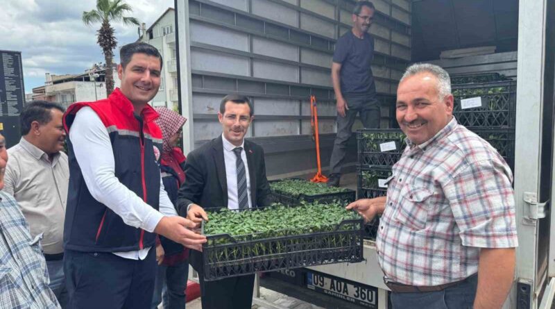 Bozdoğan’da üreticilere 14 bin domates fidesi dağıtıldı Bozdoğan’da üreticilere 14 bin domates fidesi dağıtıldı