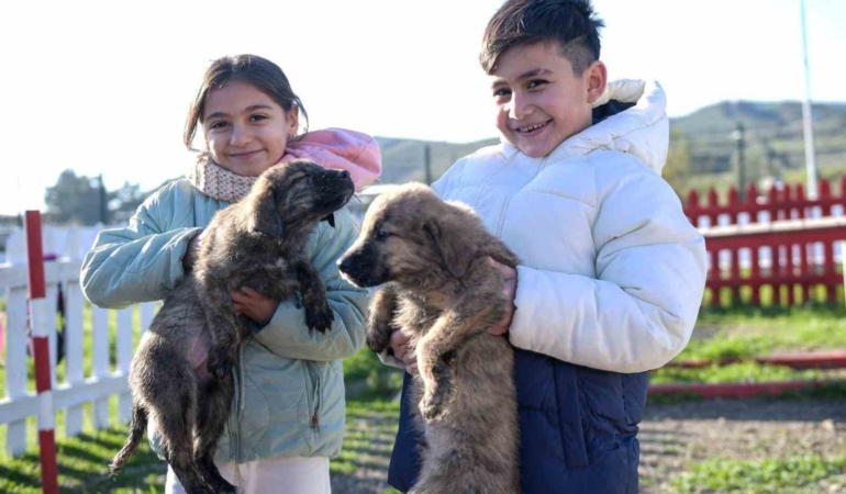 buyuksehirden-dikiliye-tam-tesekkullu-sokak-hayvanlari-kampusu-jESzzuIR.jpg