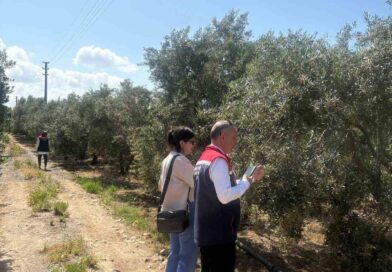 Didim’de zeytin verim tespit çalışmaları başladı