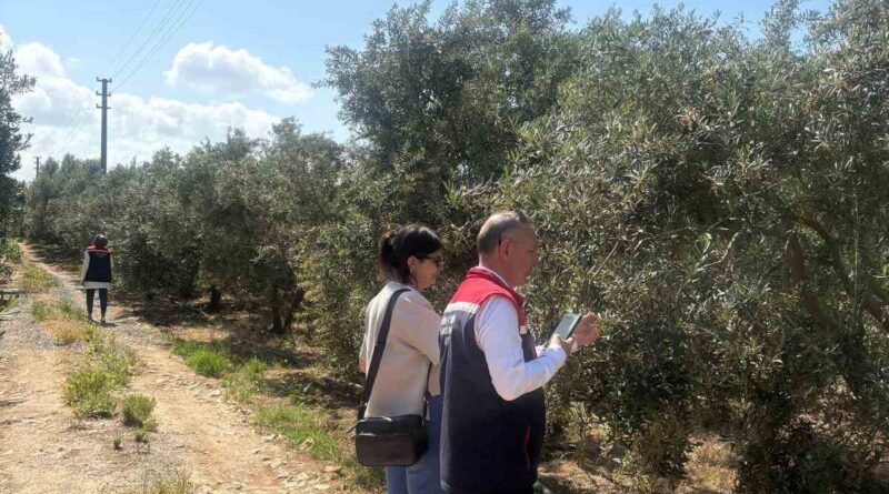 Didim’de zeytin verim tespit çalışmaları başladı