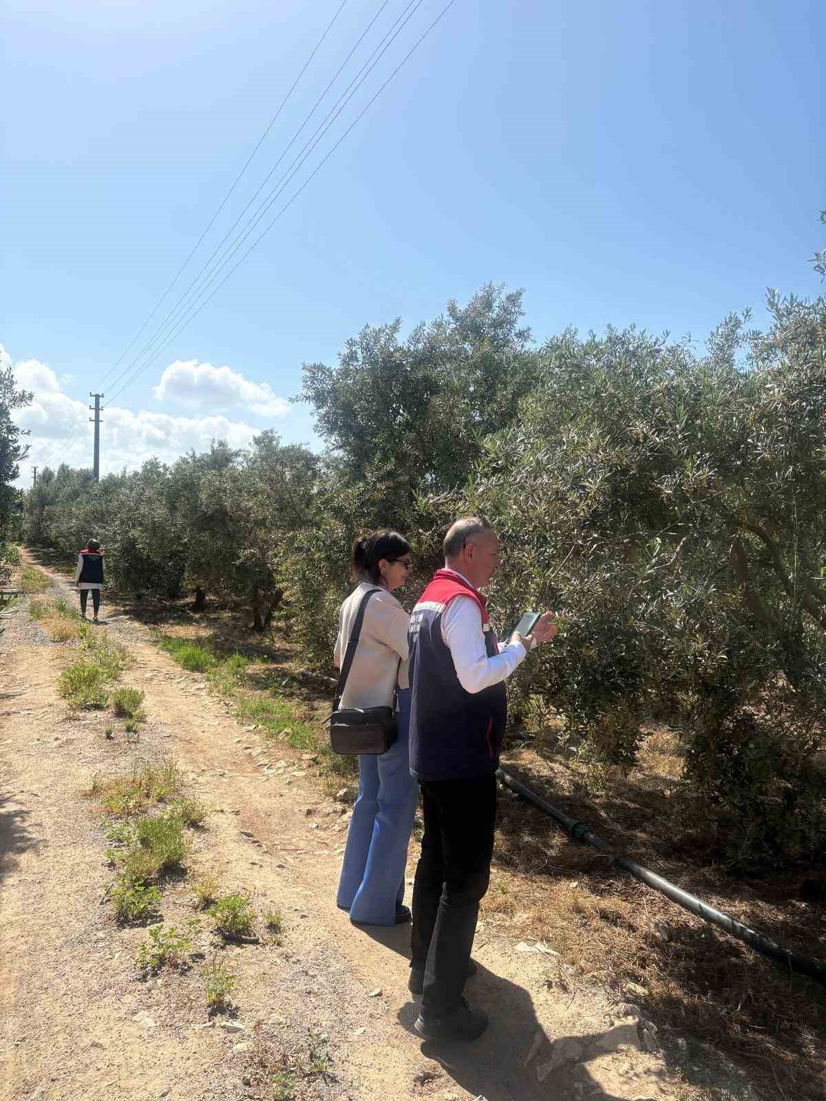 didimde-zeytin-verim-tespit-calismalari-basladi-WCwiAYEY.jpg