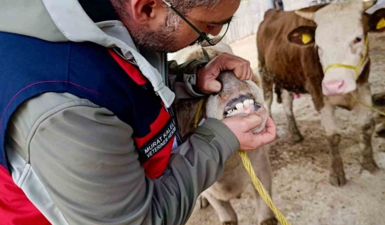 hayvan-pazarlarinda-denetim-arefe-gununde-de-suruyor-UMM1XgnI.jpg