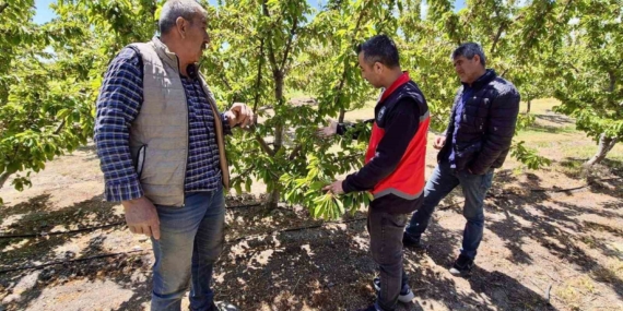 kiraz-uretim-alanlarinda-kontroller-suruyor-rbgED5Fu.jpg