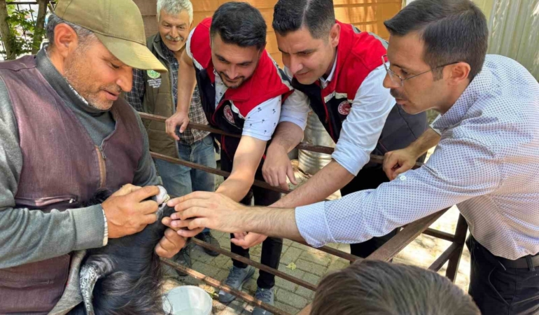 kurban-bayrami-oncesi-bozdogan-hayvan-pazarinda-siki-denetim-4p5uOkDb.jpg
