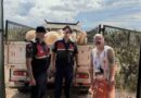 Kurban Bayramı öncesi çalınan koyunları jandarma buldu