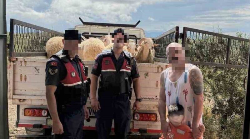 Kurban Bayramı öncesi çalınan koyunları jandarma buldu