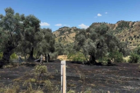 nazillide-zeytin-bahcesi-yangini-a8yedAw4.jpg