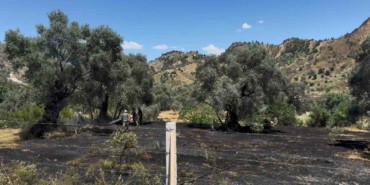 nazillide-zeytin-bahcesi-yangini-a8yedAw4.jpg