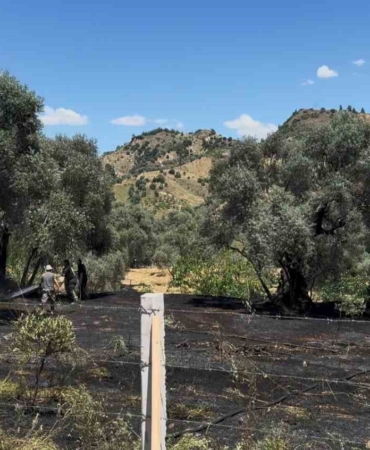 nazillide-zeytin-bahcesi-yangini-a8yedAw4.jpg
