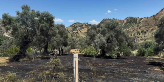 nazillide-zeytin-bahcesi-yangini-a8yedAw4.jpg