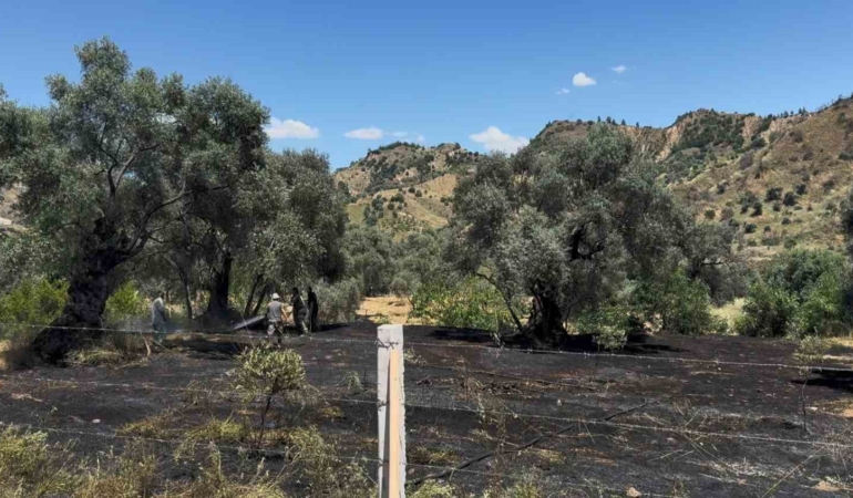 nazillide-zeytin-bahcesi-yangini-a8yedAw4.jpg