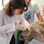 yarali-caretta-carettanin-tedavisine-baslandi-CZPQnsT4.jpg
