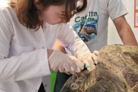 yarali-caretta-carettanin-tedavisine-baslandi-CZPQnsT4.jpg