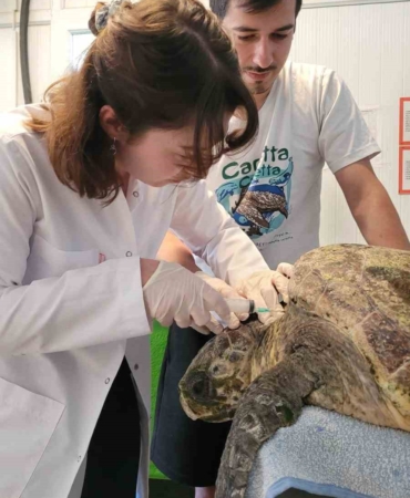 yarali-caretta-carettanin-tedavisine-baslandi-CZPQnsT4.jpg