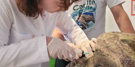 yarali-caretta-carettanin-tedavisine-baslandi-CZPQnsT4.jpg