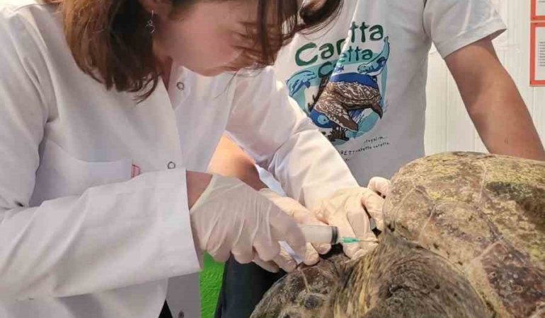yarali-caretta-carettanin-tedavisine-baslandi-CZPQnsT4.jpg