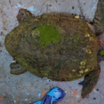 yarali-caretta-carettaya-yardim-eli-uzandi-zt1ufxYH.jpg
