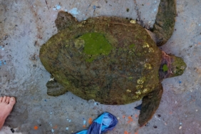 yarali-caretta-carettaya-yardim-eli-uzandi-zt1ufxYH.jpg