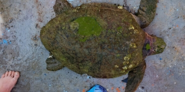 yarali-caretta-carettaya-yardim-eli-uzandi-zt1ufxYH.jpg