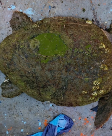 yarali-caretta-carettaya-yardim-eli-uzandi-zt1ufxYH.jpg